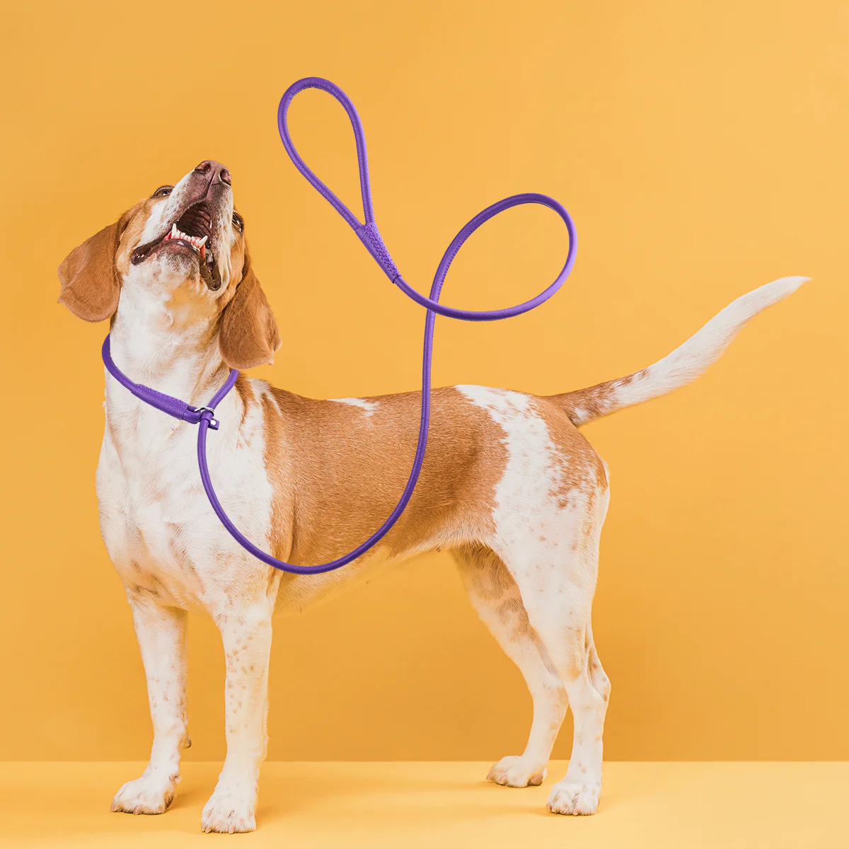 רצועת עור לכלב עם קולר חנק מובנה עשויה עור רך- סליפ ליש