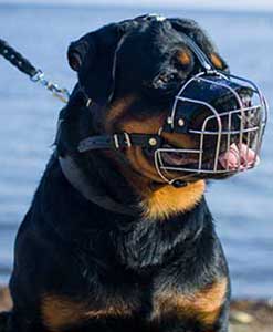 big dog muzzle