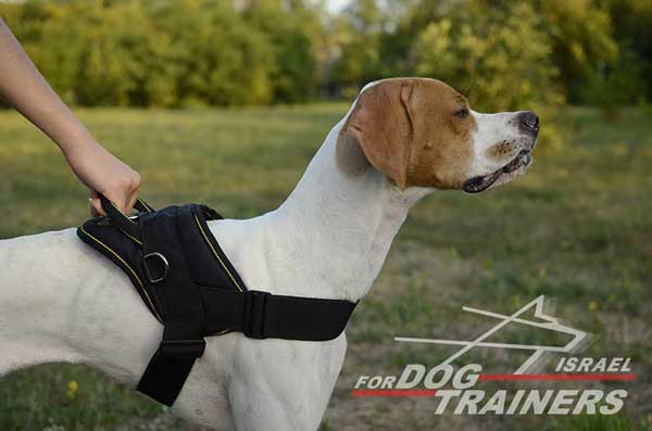 פוינטר אנגלי לבוש רתמה לכלבים עשויים מניילון