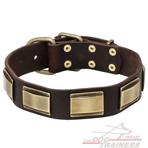 classy dog collars